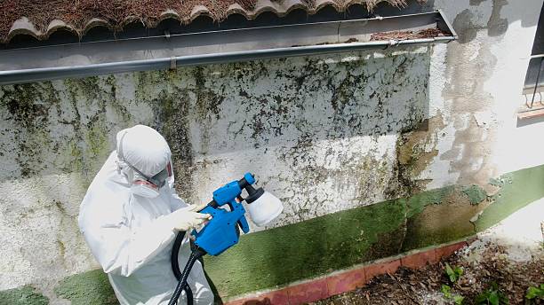 Top rated local Mold Remediation specialists in Dickerson, MD